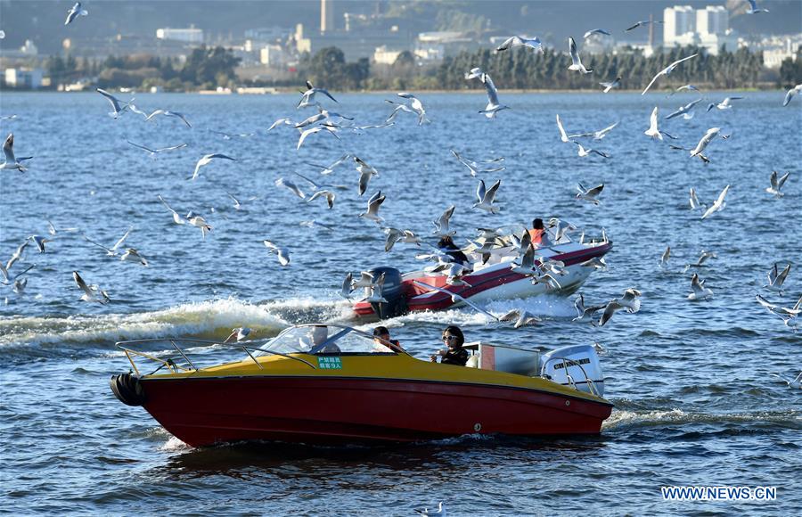 CHINA-KUNMING-RED-BILLED GULLS (CN)