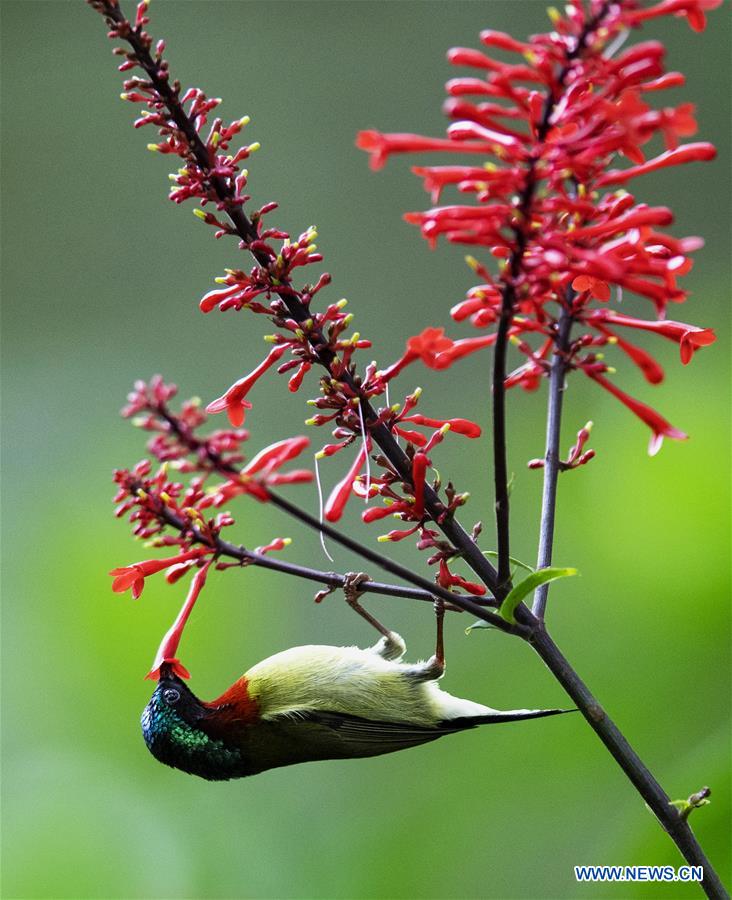 CHINA-FUZHOU-FLOWERS-BIRD (CN)