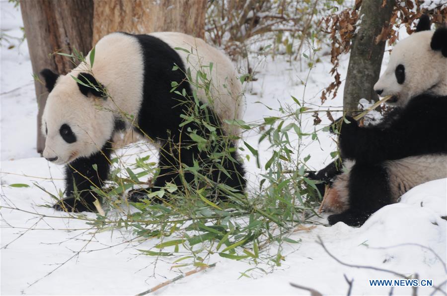 AUSTRIA-VIENNA-GIANT PANDA-TWINS-RETURNING TO CHINA