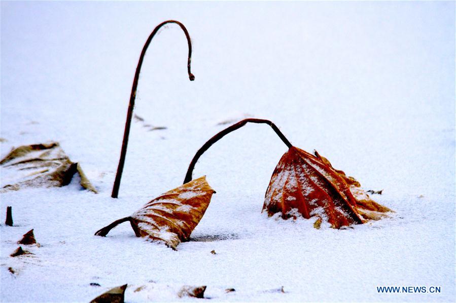 #CHINA-GANSU-ZHANGYE-WITHERED LOTUS-SNOW (CN)