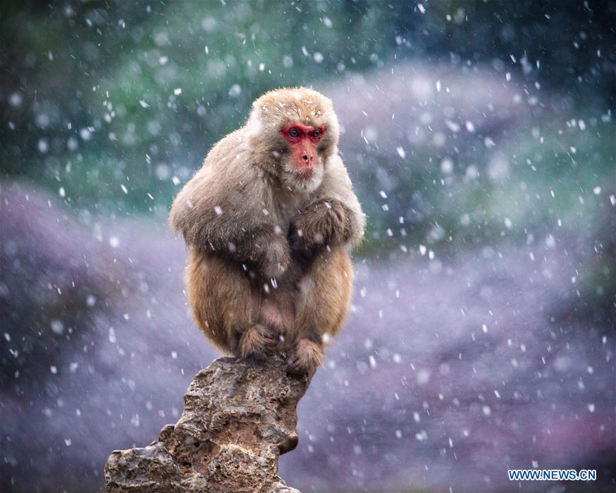 #CHINA-NANJING-MACAQUE-SNOW (CN)