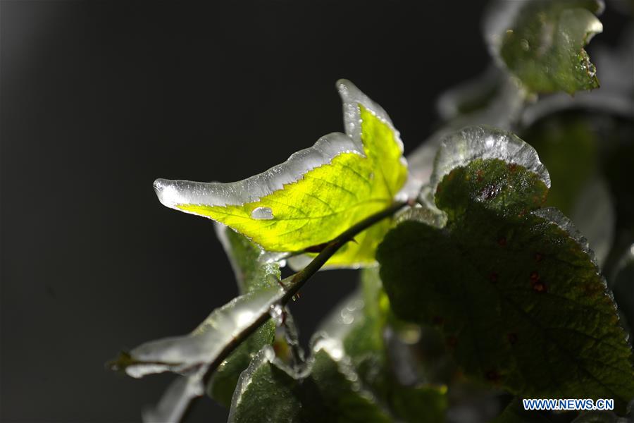 #CHINA-GUIZHOU-BIJIE-FROZEN PLANT (CN) 