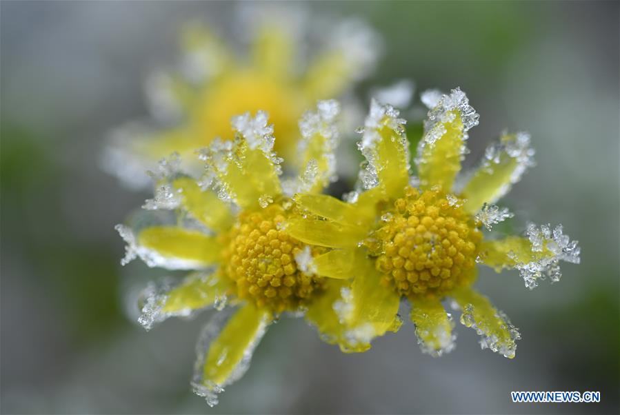 #CHINA-HUBEI-ENSHI-FROZEN PLANTS(CN)