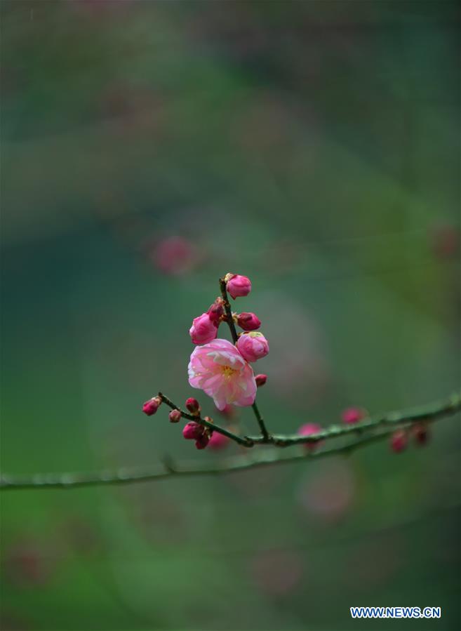 CHINA-HUBEI-ENSHI-PLUM BLOSSOM (CN)