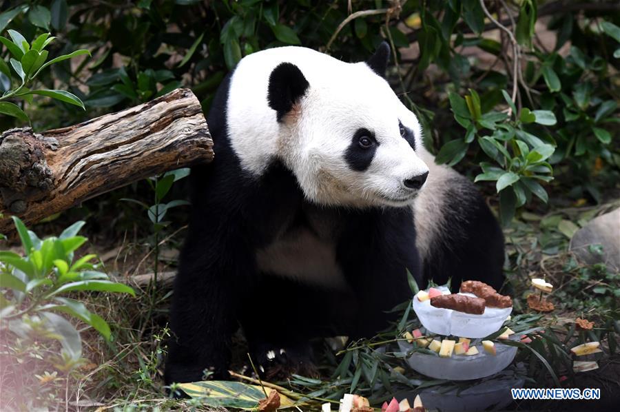 #CHINA-GUANGXI-LIUZHOU-PANDA-BIRTHDAY PARTY (CN)