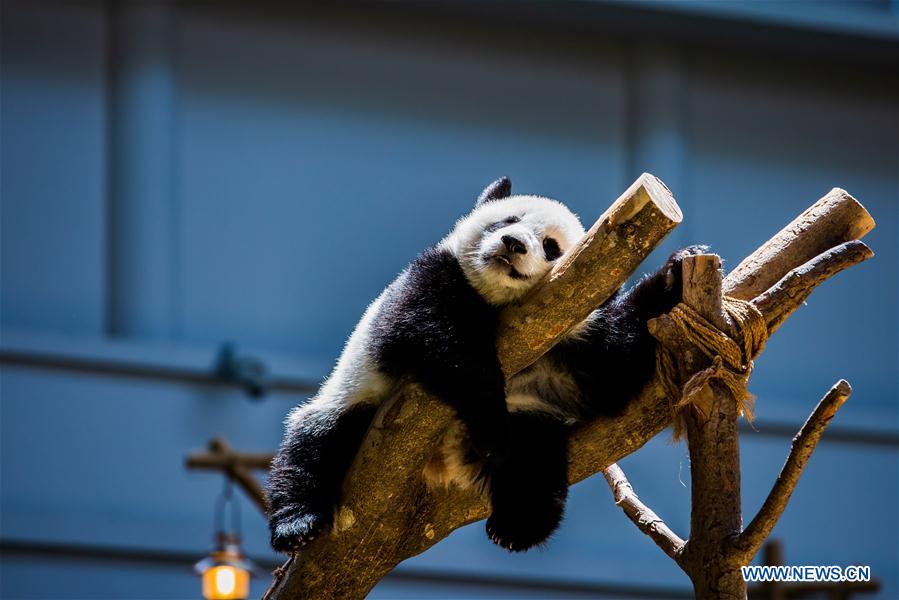 MALAYSIA-KUALA LUMPUR-GIANT PANDA BABY-BIRTHDAY