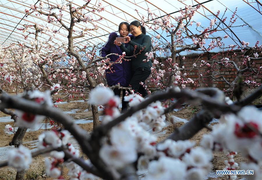 #CHINA-GREENHOUSE-SPRING (CN)