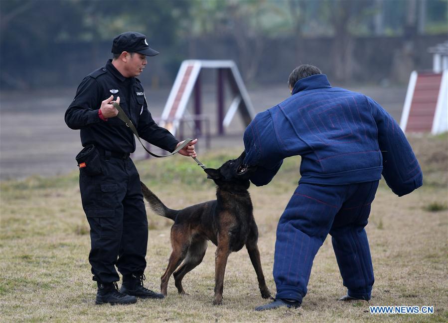 CHINA-GUANGXI-POLICE DOG-TRAINING (CN)