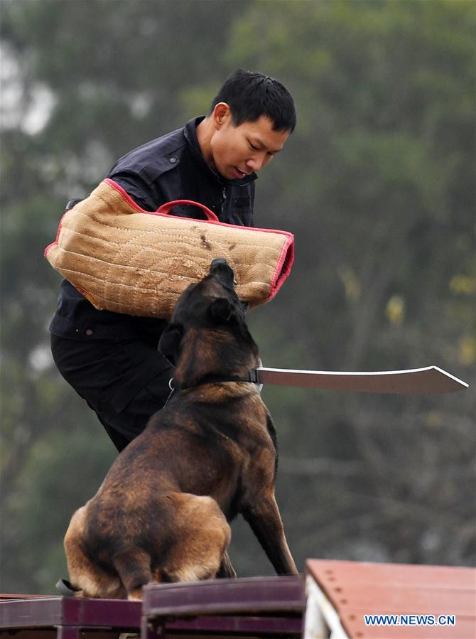 CHINA-GUANGXI-POLICE DOG-TRAINING (CN)