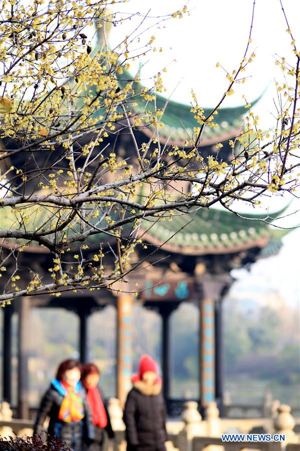 #CHINA-WINTER-FLOWERS (CN)