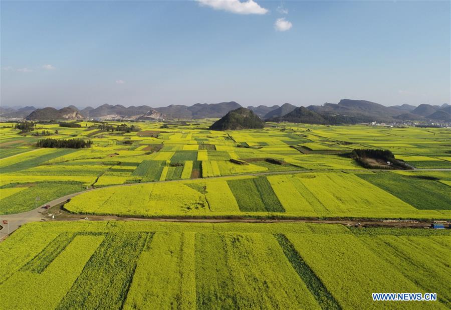 #CHINA-YUNNAN-LUOPING-COLE FLOWER(CN)