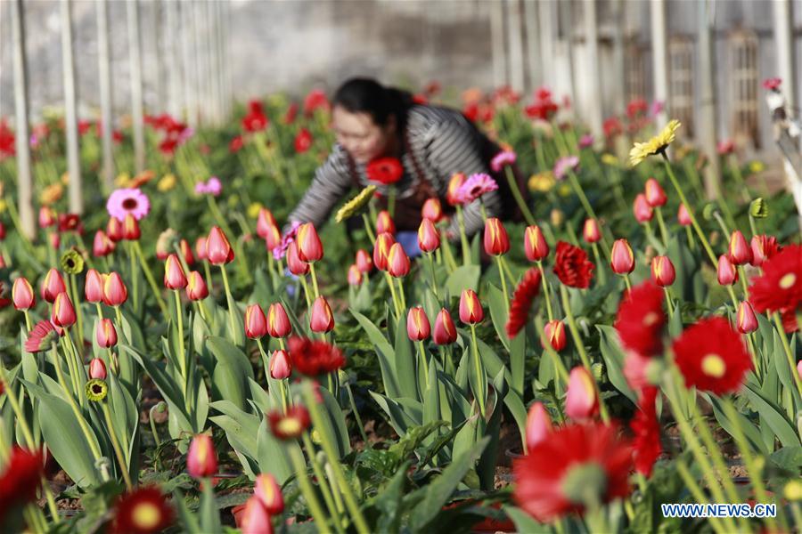 #CHINA-GREENHOUSE-FARMING (CN)