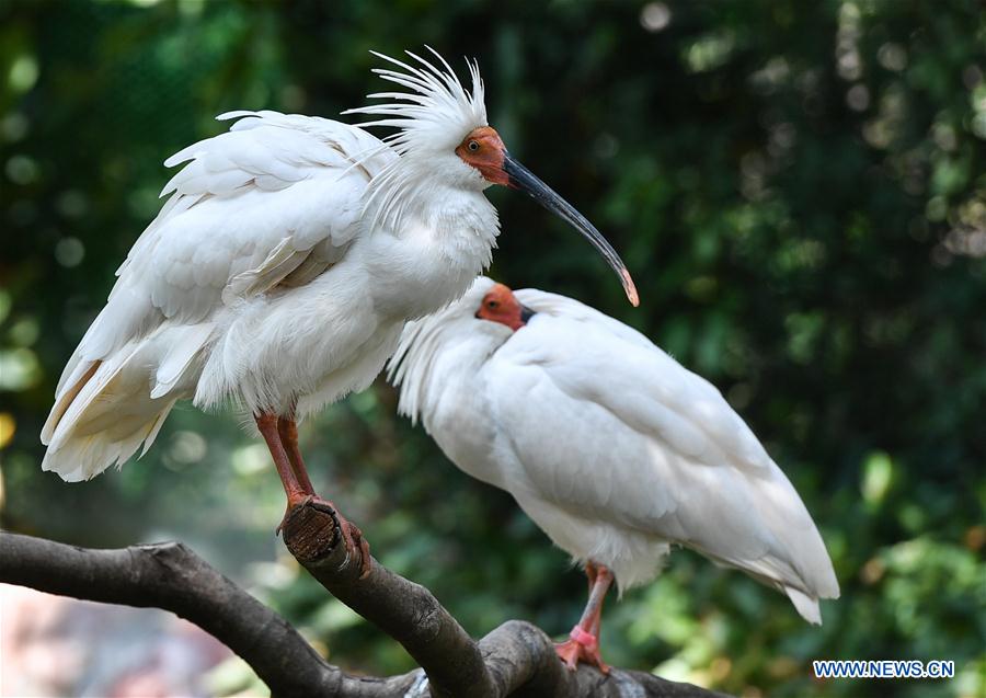 CHINA-GUANGDONG-CRESTED IBIS (CN) 