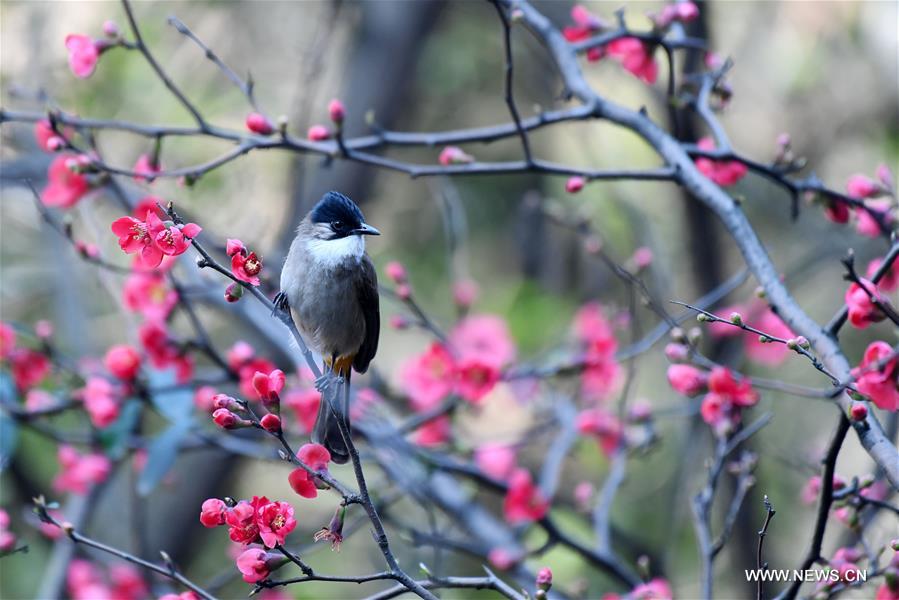 #CHINA-SPRING-BIRD