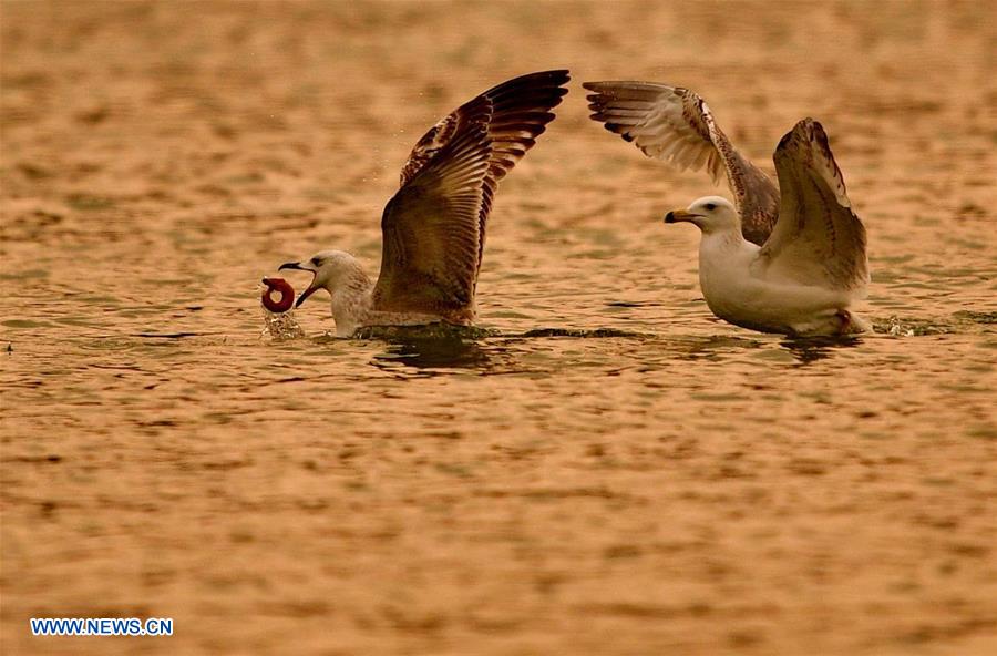 XINHUA PHOTOS OF THE DAY