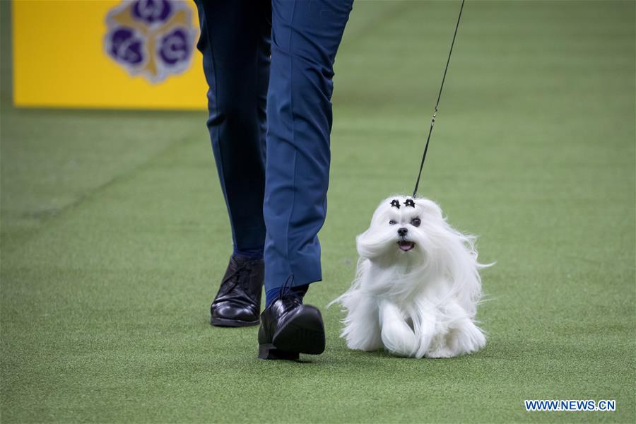 U.S-NEW YORK-DOG SHOW