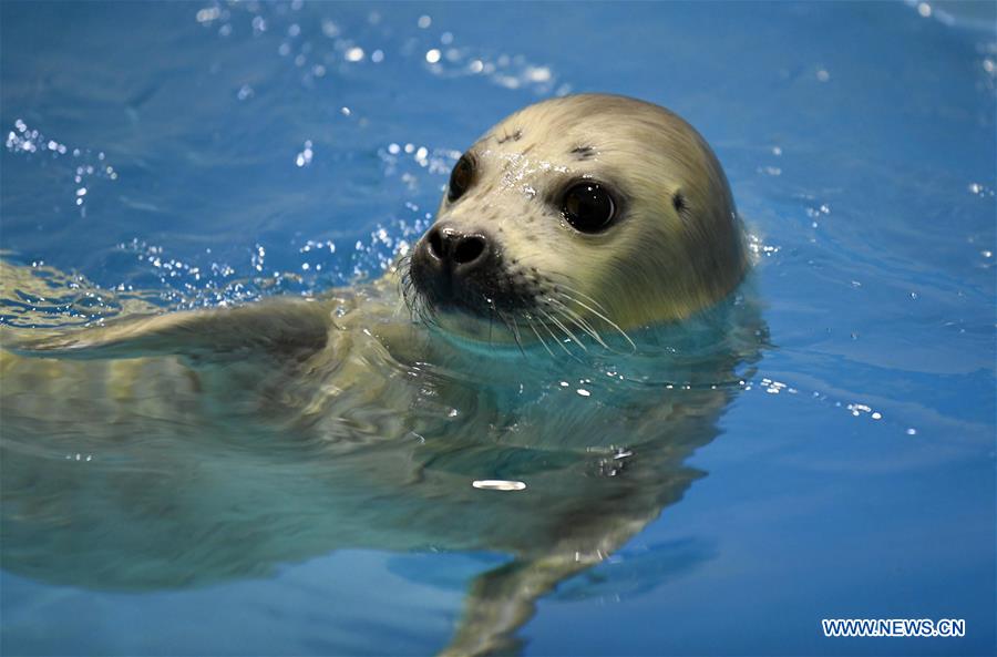 CHINA-HARBIN-SEAL (CN)