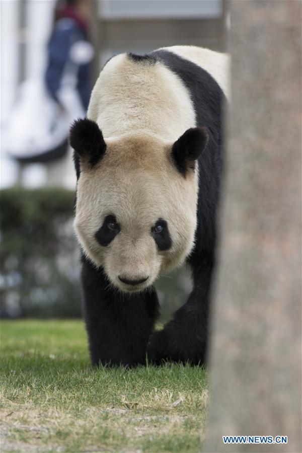 JAPAN-WAKAYAMA-PANDA-VALENTINE'S DAY