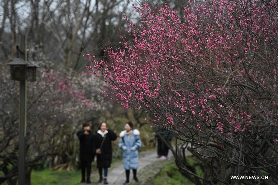 CHINA-ZHEJIANG-HANGZHOU-PLUM BLOSSOM (CN)