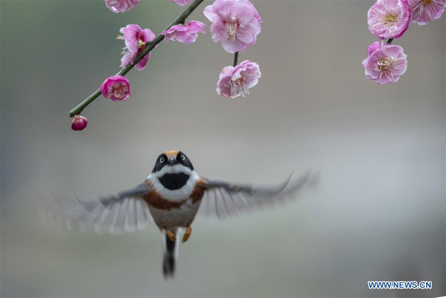 #CHINA-JIANGSU-WUXI-NATURE-PLUM BLOSSOM AND BIRD (CN)