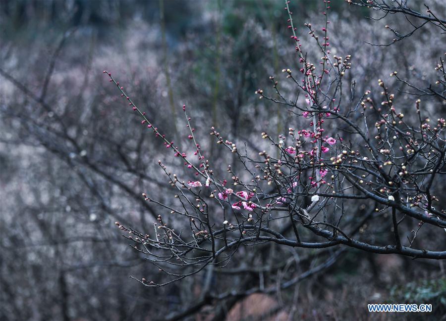 CHINA-ZHEJIANG-SPRING-PLUM BLOSSOM(CN)