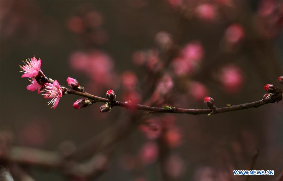 #CHINA-SHANDONG-LINYI-PEACH BLOSSOM (CN)