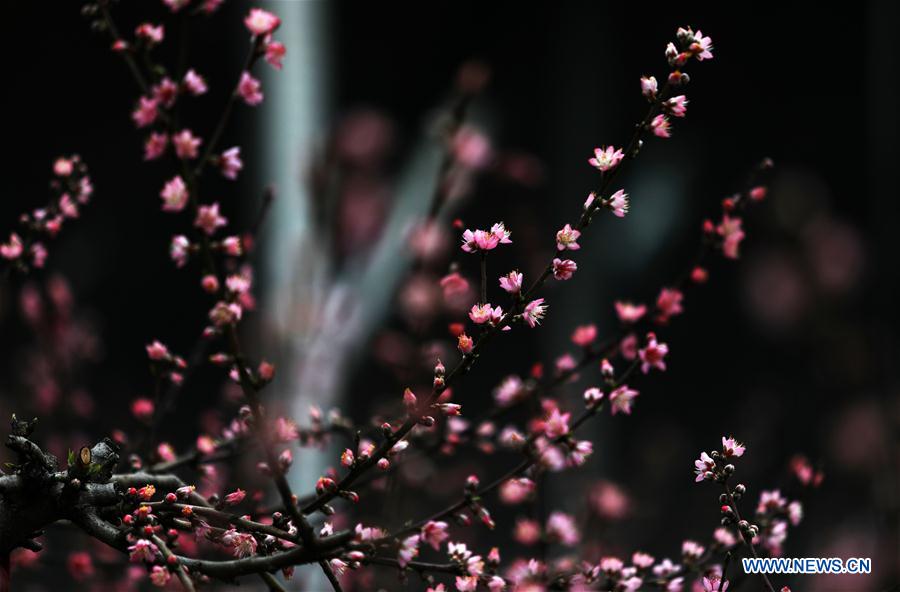 #CHINA-SHANDONG-LINYI-PEACH BLOSSOM (CN)