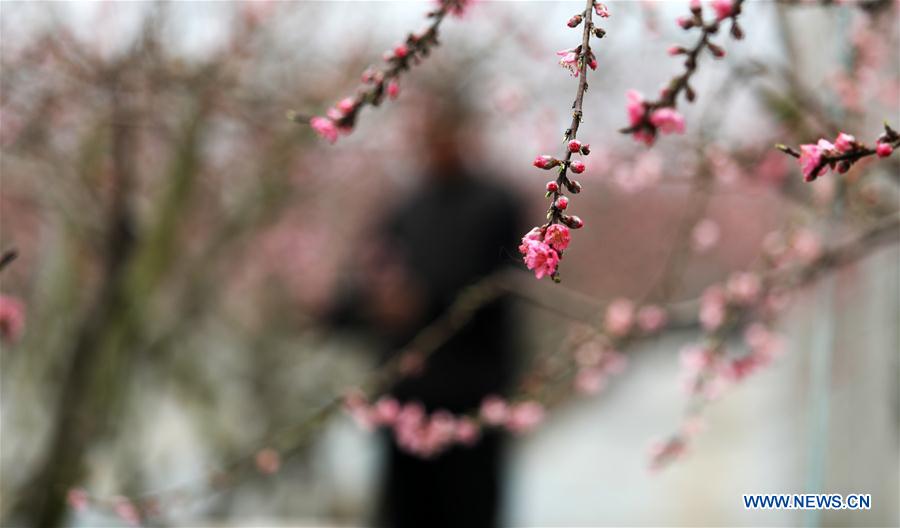 #CHINA-SHANDONG-LINYI-PEACH BLOSSOM (CN)