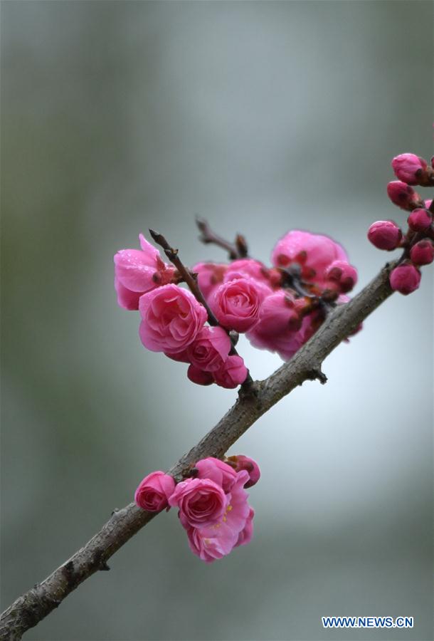 #CHINA-HUBEI-ENSHI-SPRING-FLOWERS (CN)