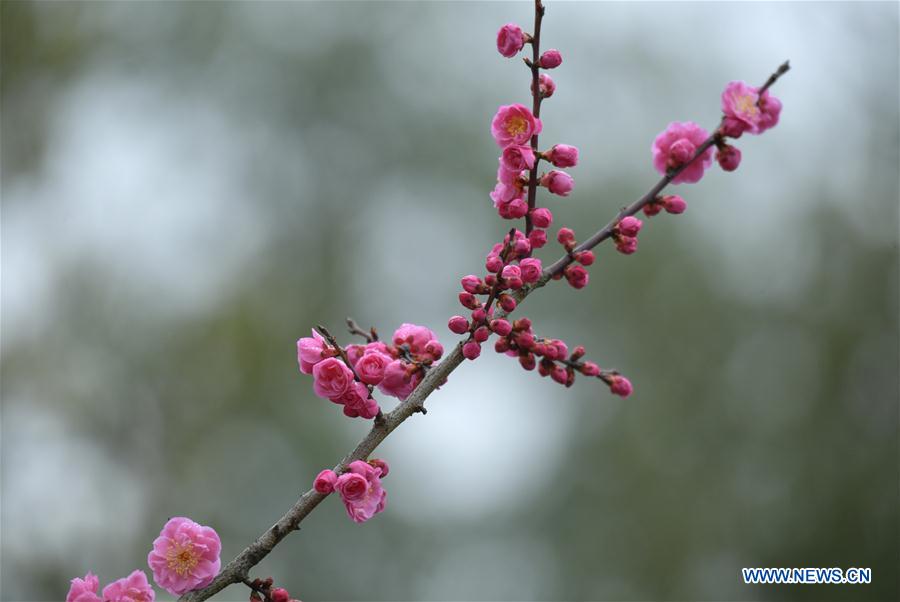 #CHINA-HUBEI-ENSHI-SPRING-FLOWERS (CN)