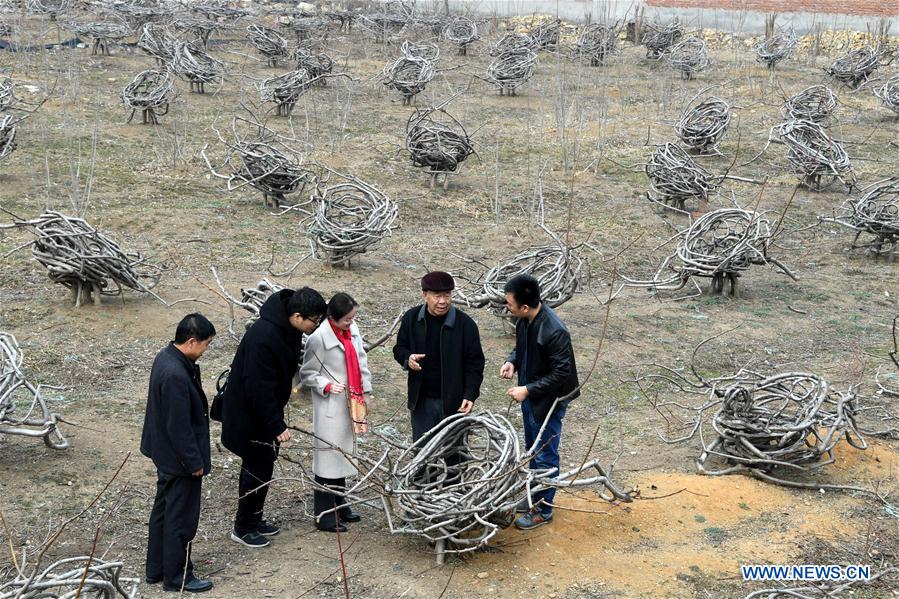 CHINA-SHANDONG-PEACH TREE-FURNITURE (CN)