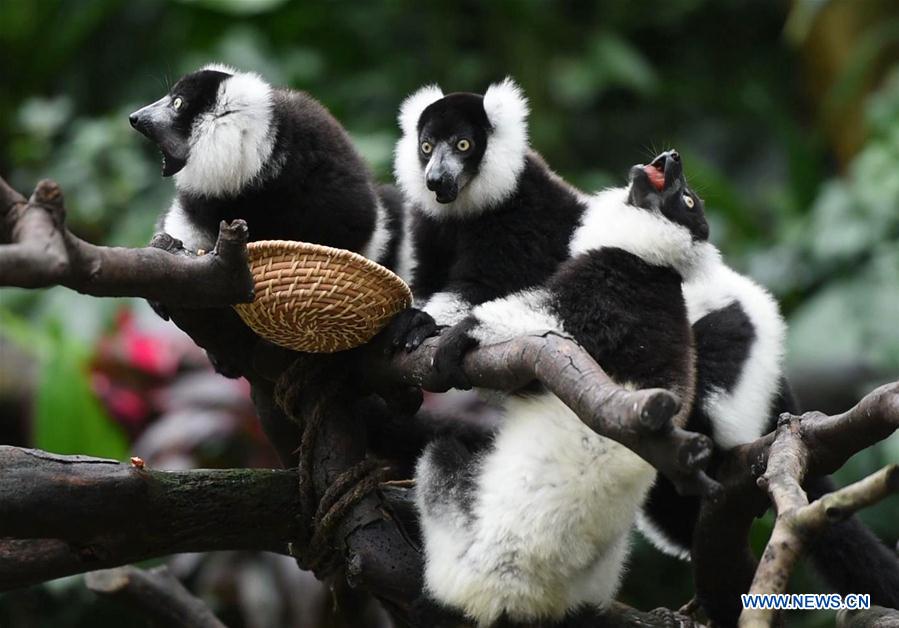 CHINA-GUANGDONG-CHIMELONG-RUFFED LEMUR-TRIPLETS (CN)