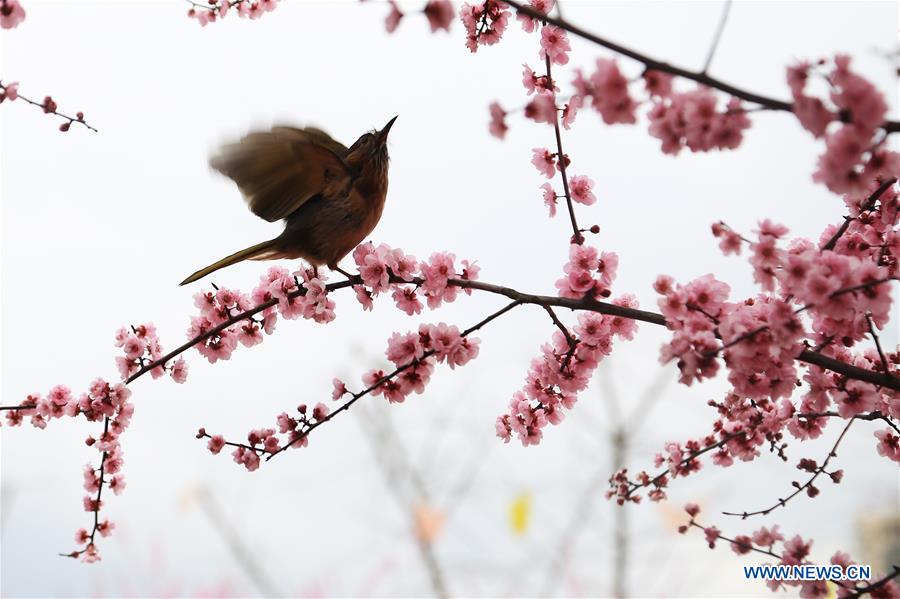 #CHINA-SPRING-BIRD (CN)