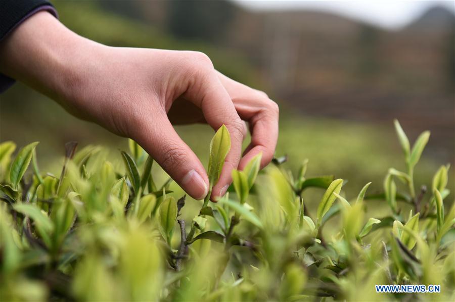 CHINA-GUIZHOU-DANZHAI-TEA-HARVEST (CN)