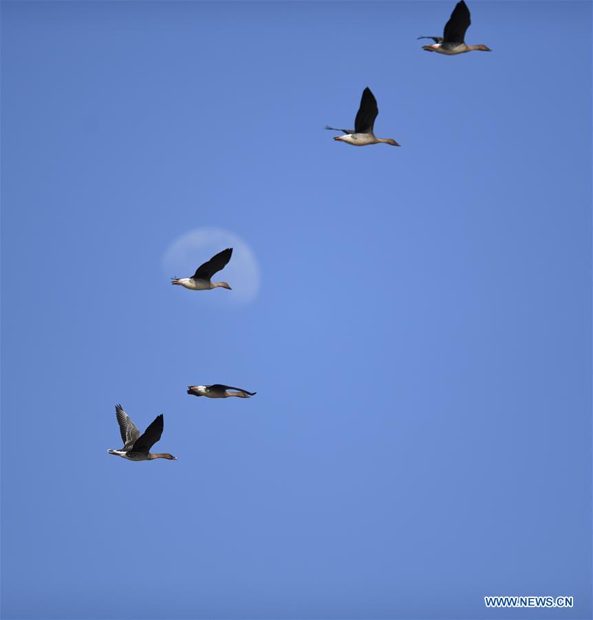 CHINA-LIAONING-WOLONG WETLAND (CN)