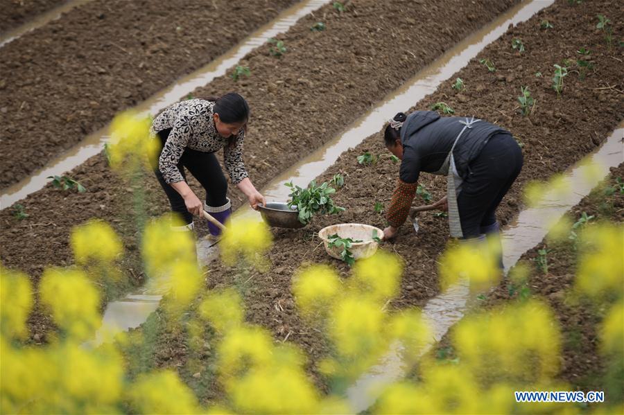 #CHINA-SPRING-FARM WORK (CN)