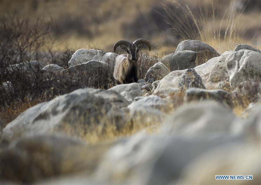 CHINA-NINGXIA-HELAN MOUNTAIN-BHARAL (CN)