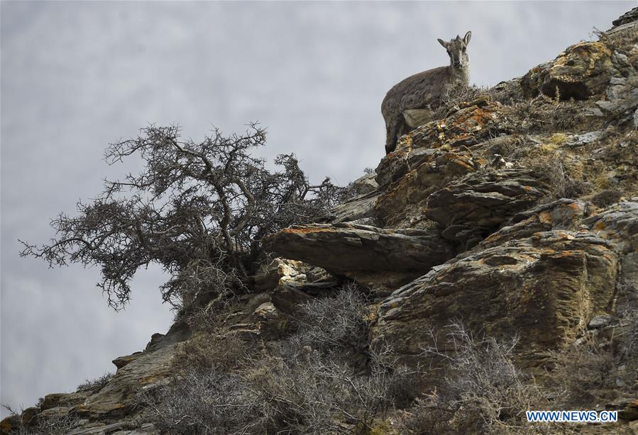 CHINA-NINGXIA-HELAN MOUNTAIN-BHARAL (CN)