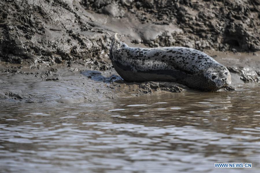 CHINA-LIAONING-PANJIN-SPOTTED SEALS (CN)