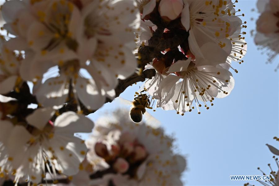 CHINA-GANSU-APRICOT FLOWERS (CN)