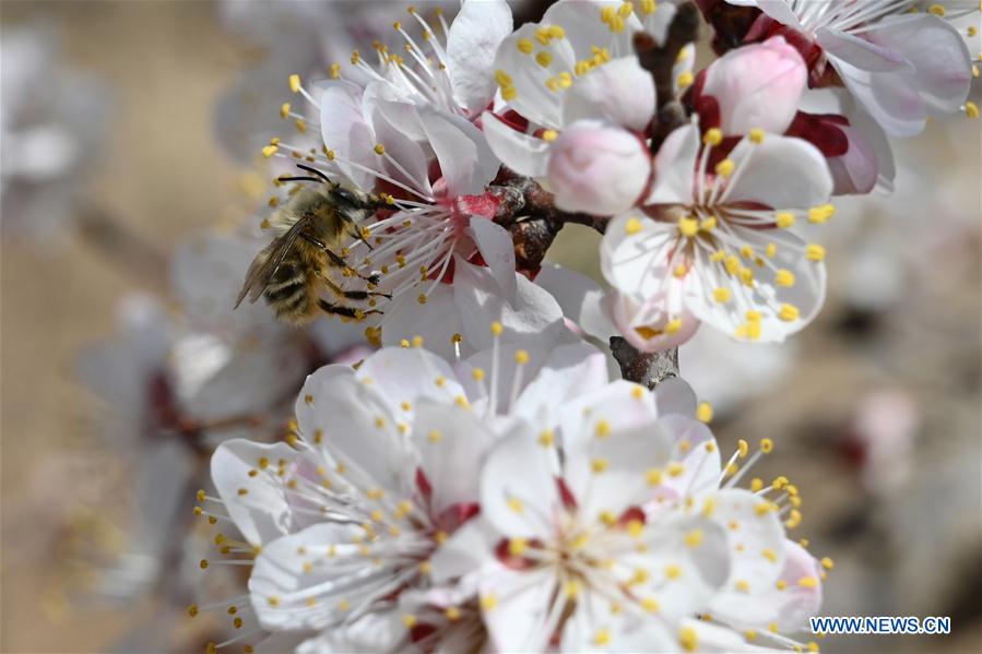 CHINA-GANSU-APRICOT FLOWERS (CN)