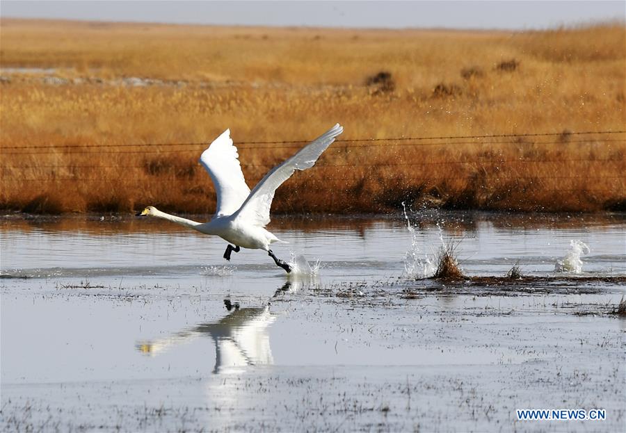 CHINA-GANSU-AKSAY-MIGRATORY BIRDS (CN)