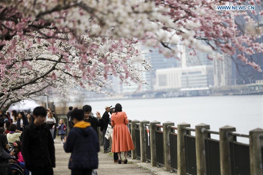 U.S.-NEW YORK-CHERRY BLOSSOM FESTIVAL