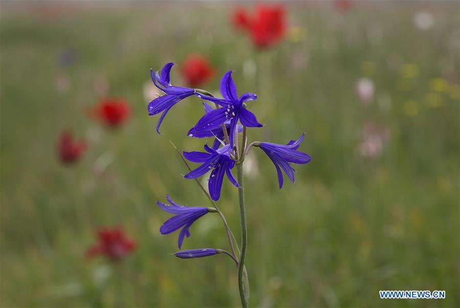 KASHMIR-SRINAGAR-SCENERY-WILD FLOWERS 