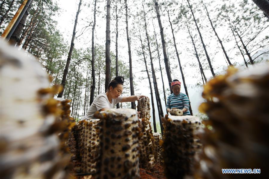 CHINA-GUIZHOU-JIANHE-AGRICULTURE-EDIBLE FUNGI (CN)