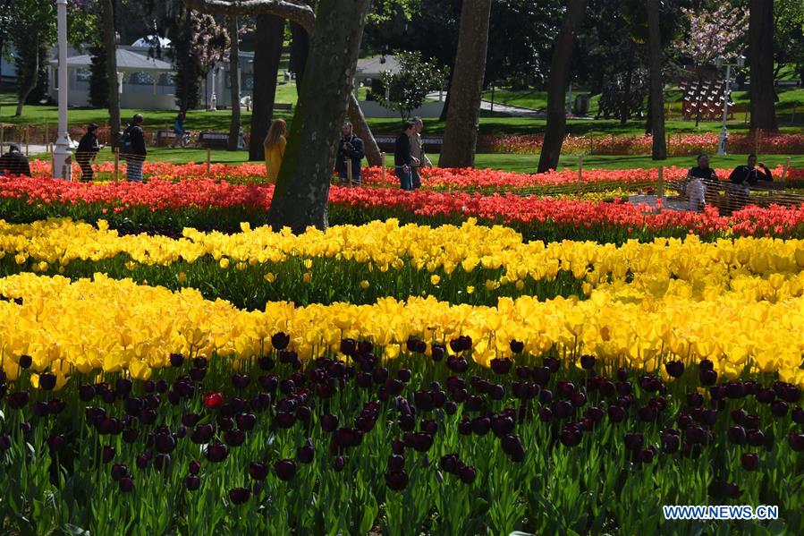 TURKEY-ISTANBUL-GULHANE PARK-TULIPS