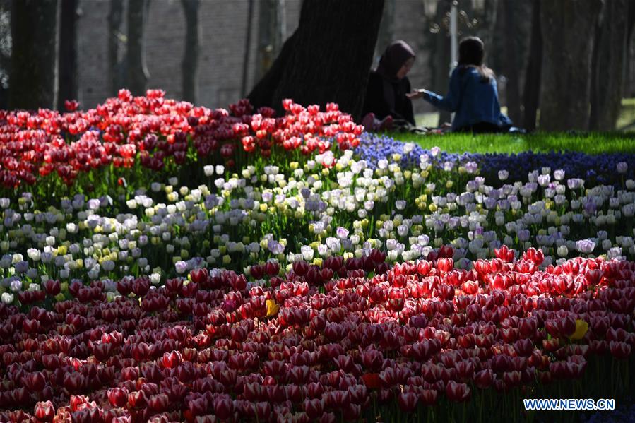 TURKEY-ISTANBUL-GULHANE PARK-TULIPS