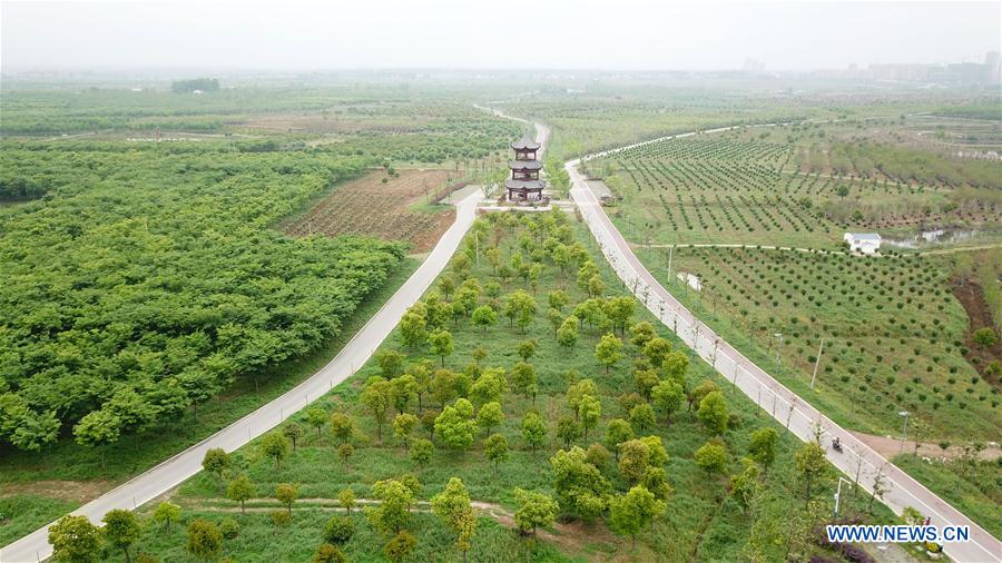 CHINA-ANHUI-FEIXI-SAPLING INDUSTRY (CN)