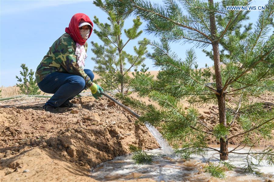 CHINA-INNER MONGOLIA-KUBUQI-TREE PLANTING (CN)