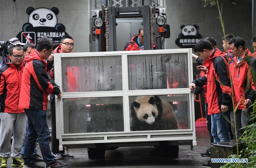 CHINA-SICHUAN-RUSSIA-GIANT PANDA (CN)